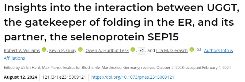 深入了解ER折疊的看門人UGGT與其伴侶硒蛋白SEP15之間的相互作用 深入了解ER折疊的看門人UGGT與其伴侶硒蛋白SEP15之間的相互作用