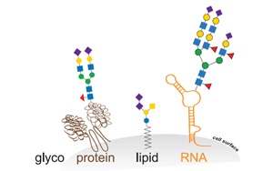 Cell新研究直面挑戰(zhàn)：揭開GlycoRNA的面紗——它們確實存在