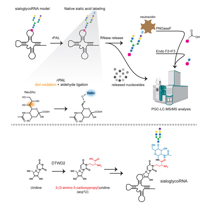 一種靈敏且可擴(kuò)展的檢測和表征天然糖RNA的方案