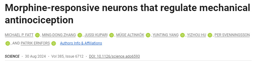 調(diào)節(jié)機(jī)械性鎮(zhèn)痛的嗎啡反應(yīng)神經(jīng)元