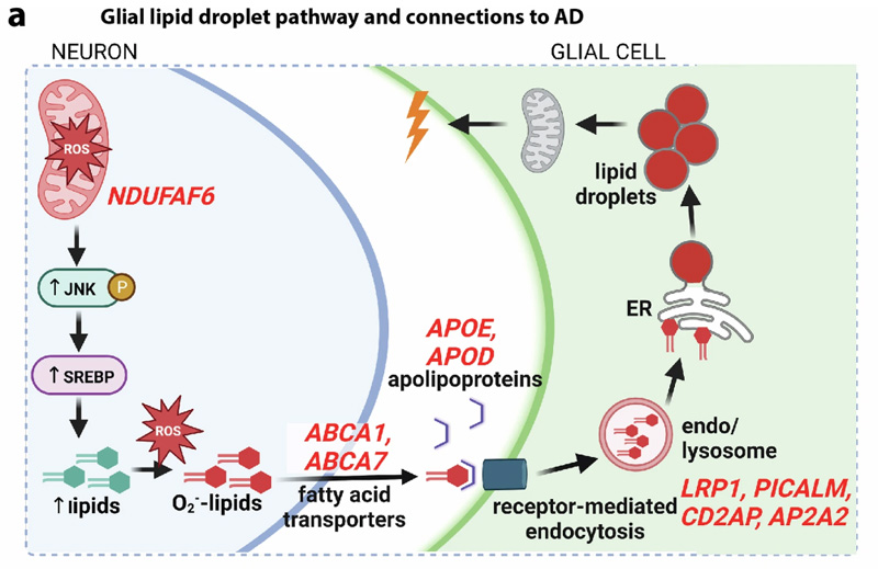 果蠅視網(wǎng)膜膠質(zhì)脂滴通路和脂滴特征