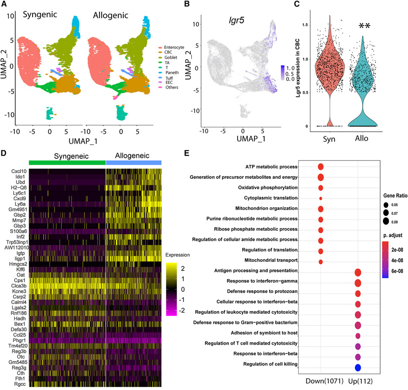 腸移植物抗宿主病后Lgr5+ISCs的單細胞轉(zhuǎn)錄組學(xué)分析
