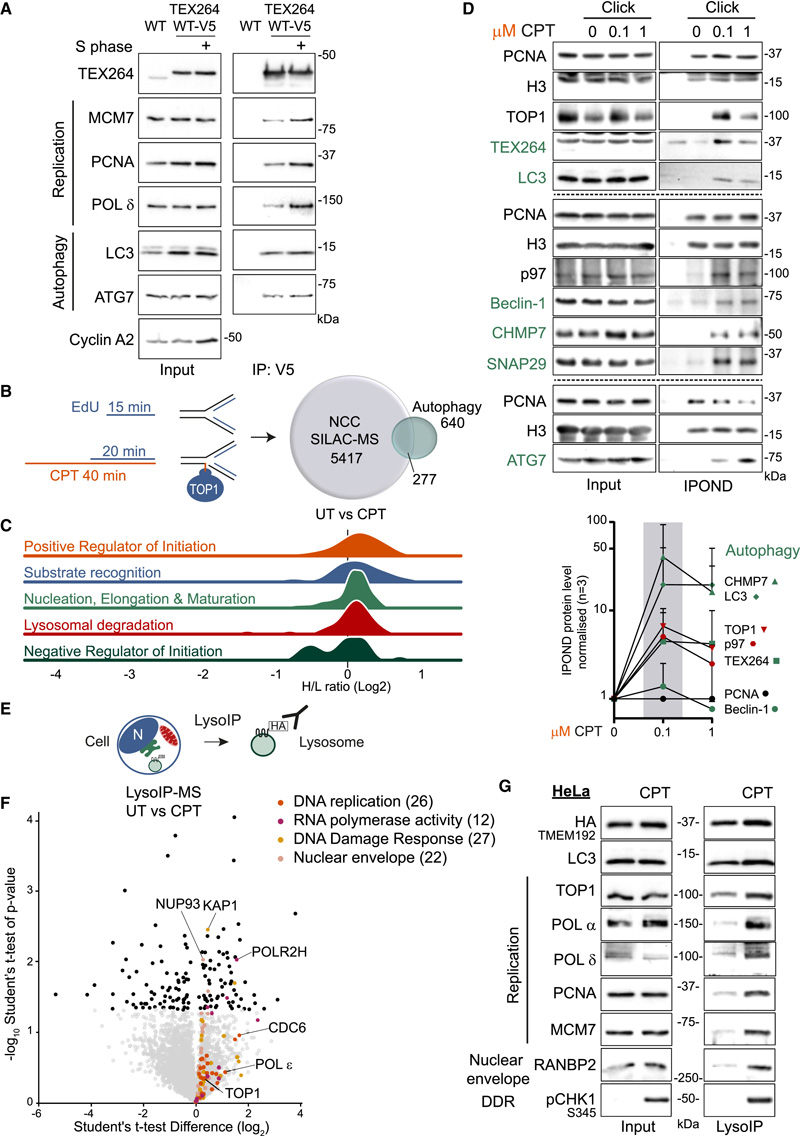 促進DNA修復和細胞存活
CPT治療后自噬和DNA復制之間的串擾
