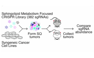 《Nature》脂質(zhì)分子怎樣促進(jìn)癌癥生長(zhǎng)？