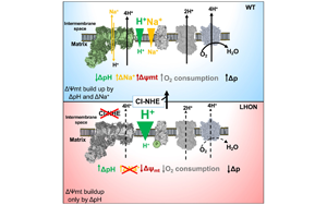 Cell：意外地發(fā)現(xiàn)了鈉轉運在線粒體能量產生中的作用