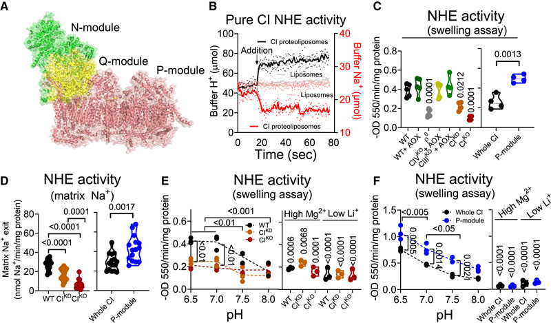 CI是Na+特異性線粒體NHE
CI是Na+特異性線粒體NHE