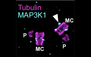 Cell子刊：2種中心體相關蛋白質不為人知的新功能