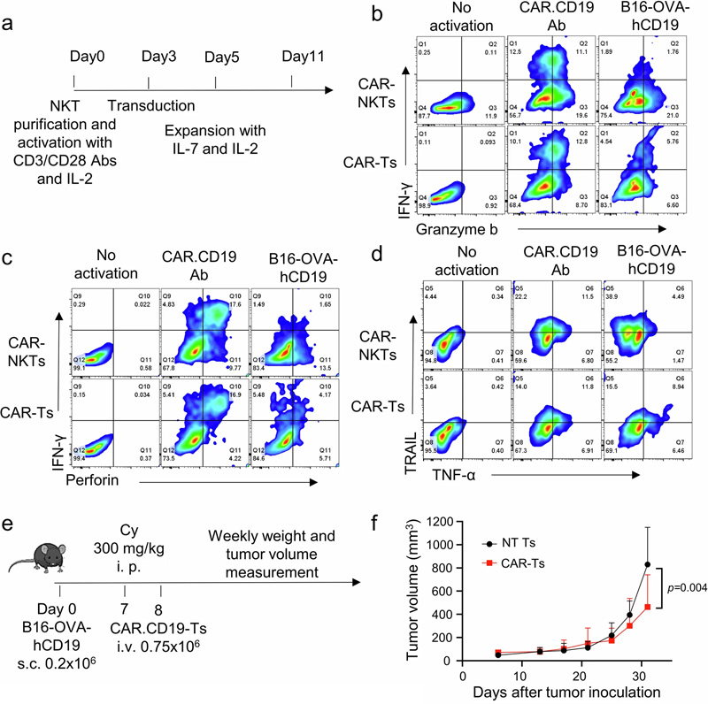 體外和體內(nèi)B16腫瘤模型 體外和體內(nèi)B16腫瘤模型