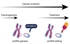 Nature：前所未有！新研究揭示了導(dǎo)致膀胱癌的突變和DNA結(jié)構(gòu)
