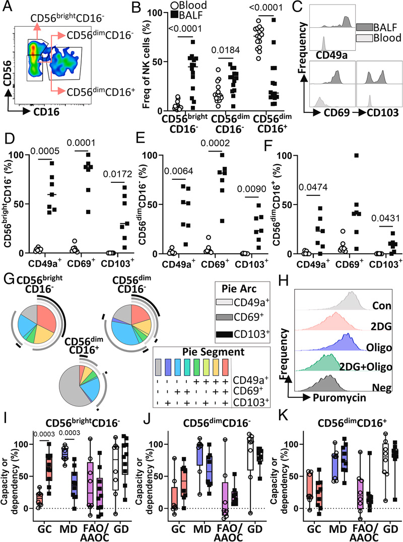 人BALF中的CD56brightCD16-NK細胞具有組織駐留表型和獨特的代謝特征 人BALF中的CD56brightCD16-NK細胞具有組織駐留表型和獨特的代謝特征
