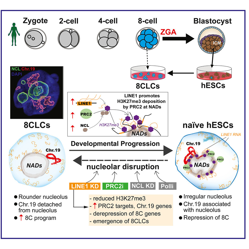 LINE1家族阻止了人類胚胎干細胞(hESC)向8細胞樣細胞(8CLC)的逆轉 LINE1家族阻止了人類胚胎干細胞(hESC)向8細胞樣細胞(8CLC)的逆轉