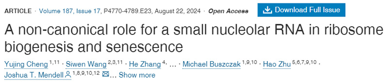 小核仁RNA在核糖體生物合成和衰老中的非規(guī)范作用
小核仁RNA在核糖體生物合成和衰老中的非規(guī)范作用