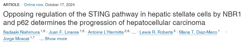 NBR1和p62對肝星狀細胞STING通路的反向調(diào)節(jié)決定了肝細胞癌的進展
NBR1和p62對肝星狀細胞STING通路的反向調(diào)節(jié)決定了肝細胞癌的進展
