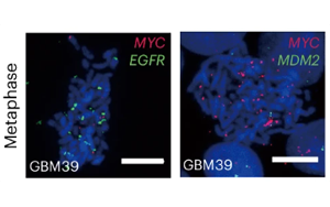 《Nature Biotechnology》新技術(shù)增強(qiáng)了對(duì)染色質(zhì)組織的認(rèn)識(shí)