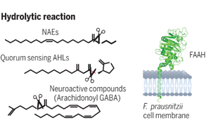 Science：有益的腸道微生物具有驚人的代謝能力！