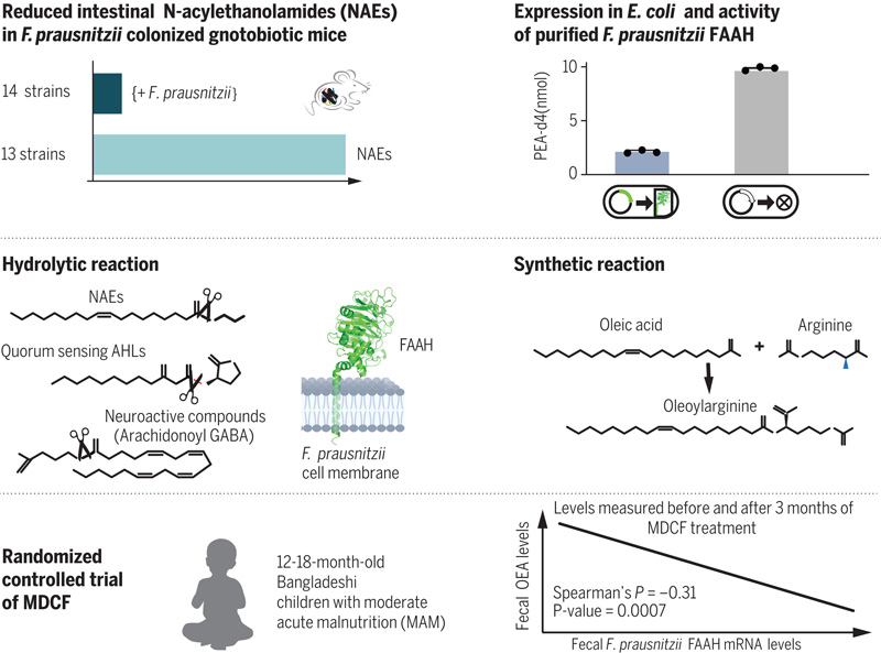 調(diào)節(jié)管腔NAEs的F.prausnitzii FAAH的發(fā)現(xiàn)和特征 調(diào)節(jié)管腔NAEs的F.prausnitzii FAAH的發(fā)現(xiàn)和特征