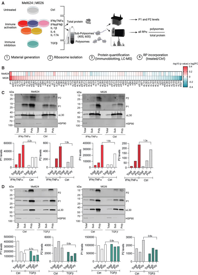 P-柄定義了一種細(xì)胞因子反應(yīng)性核糖體亞群 P-柄定義了一種細(xì)胞因子反應(yīng)性核糖體亞群