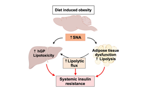 Cell子刊：暴飲暴食如何導(dǎo)致糖尿病？神經(jīng)遞質(zhì)激增