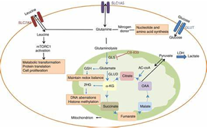 Science：首次發(fā)現(xiàn)谷氨酰胺代謝開關(guān)是紅細(xì)胞發(fā)育的關(guān)鍵