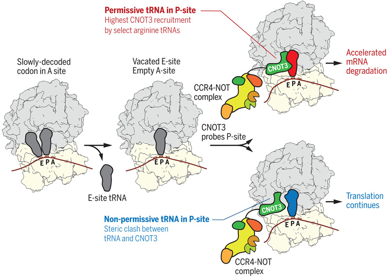 P位點tRNA控制CCR4-NOT復合物向翻譯核糖體的募集 P位點tRNA控制CCR4-NOT復合物向翻譯核糖體的募集
