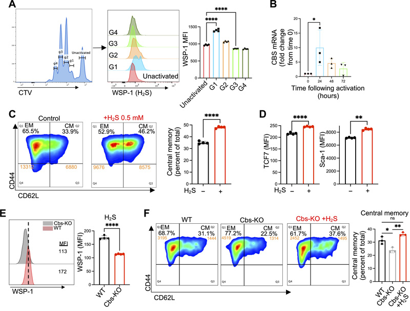 H2S促進中樞記憶（Tcm）抗腫瘤T細胞的產(chǎn)生