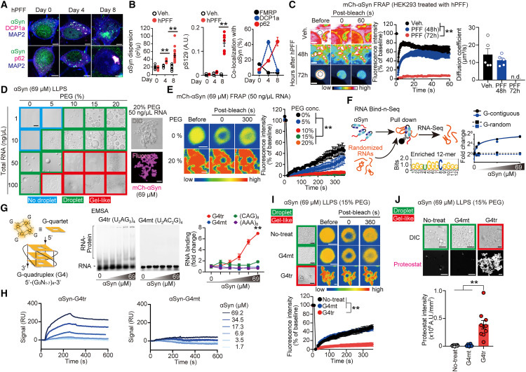 rG4s引發(fā)αSyn溶膠-凝膠相變 rG4s引發(fā)αSyn溶膠-凝膠相變