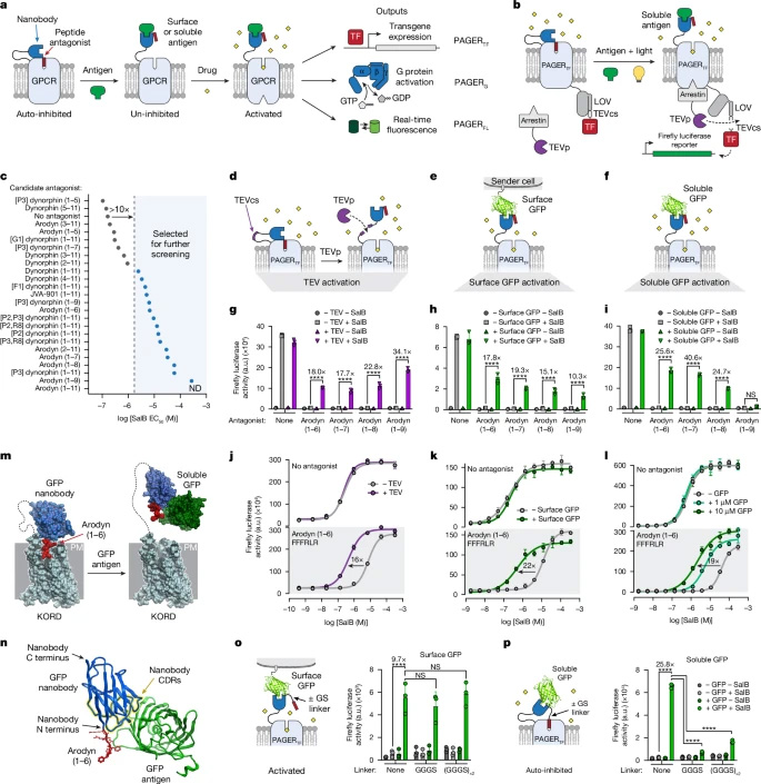 PAGER的設(shè)計與優(yōu)化