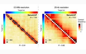 Science子刊：距離較遠(yuǎn)的DNA區(qū)域之間的近距離接觸會引起基因活動的爆發(fā)！