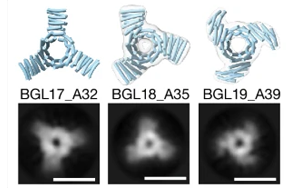 Nature：威脅人類的病毒開啟了未來