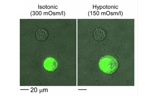 《Nature Biomedical Engineering》疼痛研究新突破：一種更安全、不會上癮的方法