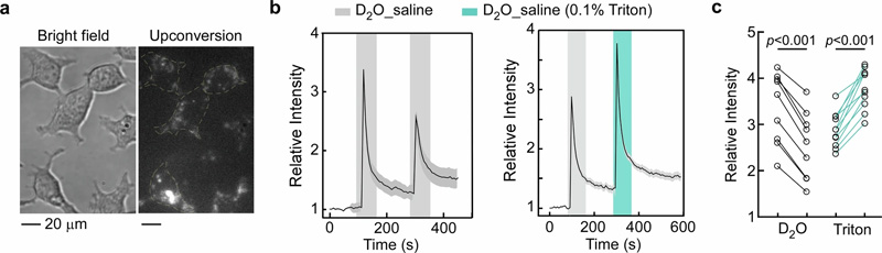 使用納米探針監(jiān)測單個(gè)活細(xì)胞中水環(huán)境的變化 使用納米探針監(jiān)測單個(gè)活細(xì)胞中水環(huán)境的變化