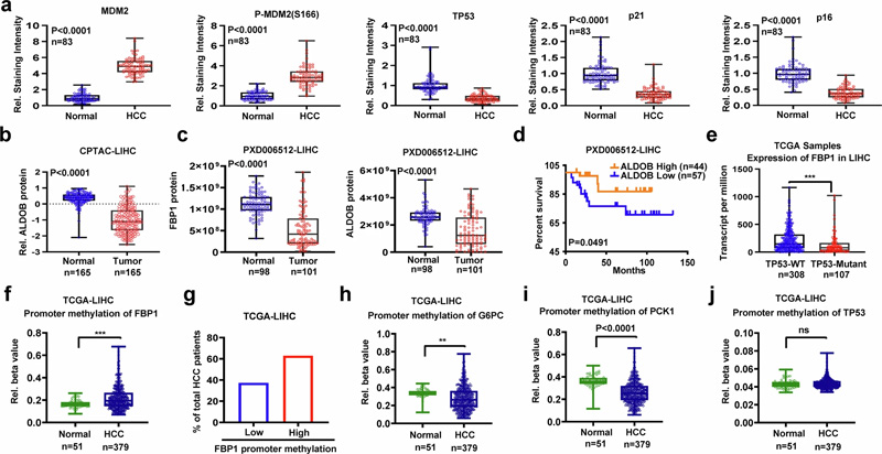 FBP1、ALDOB和TP53在人類HCC中下調(diào)