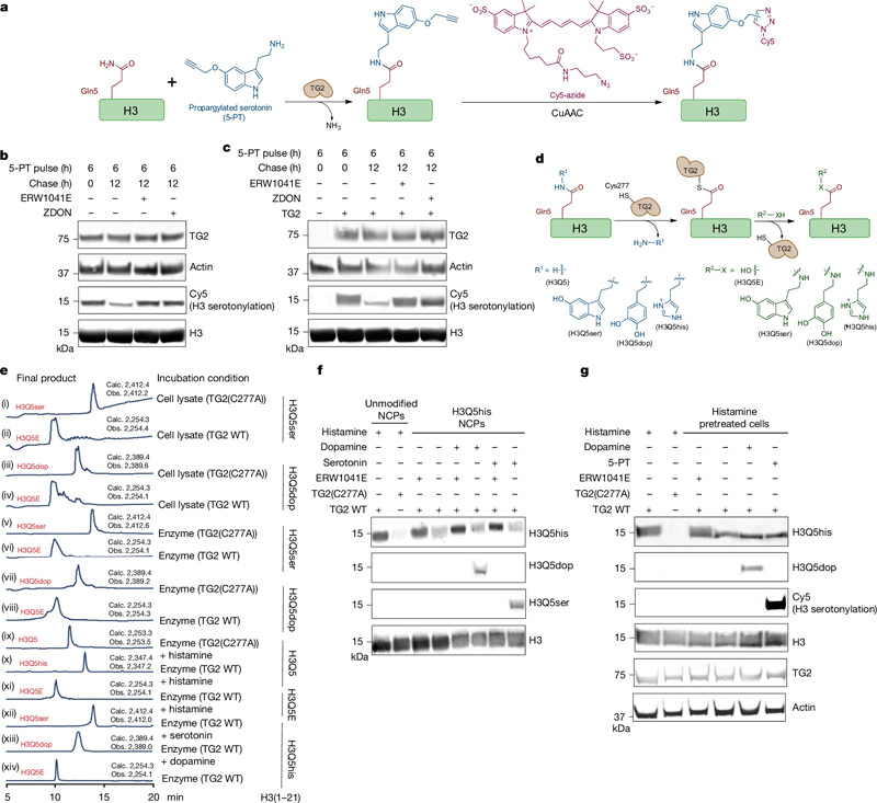 TG2是H3單胺基化的寫入、擦除和交換工具