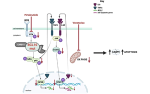 布魯頓酪氨酸激酶抑制使BCL10功能獲得突變體驅(qū)動的多藥耐藥DLBCL腫瘤對venetoclax重新敏感