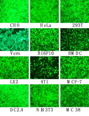 mRNA專(zhuān)用轉(zhuǎn)染試劑在不同細(xì)胞GFP-mRNA轉(zhuǎn)染