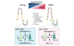 對(duì)腸道干細(xì)胞衰老的新認(rèn)識(shí)