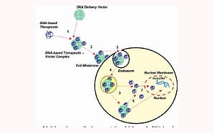 PNAS：細(xì)胞間mRNA轉(zhuǎn)移改變?nèi)祟?lèi)多能干細(xì)胞狀態(tài)