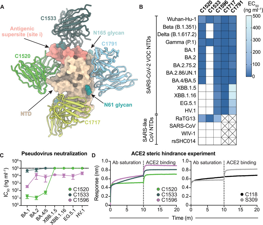C1596 是一種 NTD 特異性單克隆抗體，對 SARS-CoV-2 Omicron 變異株表現(xiàn)出廣泛的結(jié)合和中和潛力