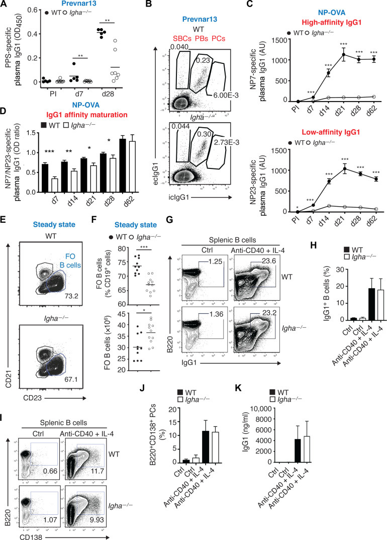 IgA增強(qiáng)全身性IgG對T細(xì)胞依賴性抗原（如蛋白結(jié)合肺炎球菌疫苗）的應(yīng)答