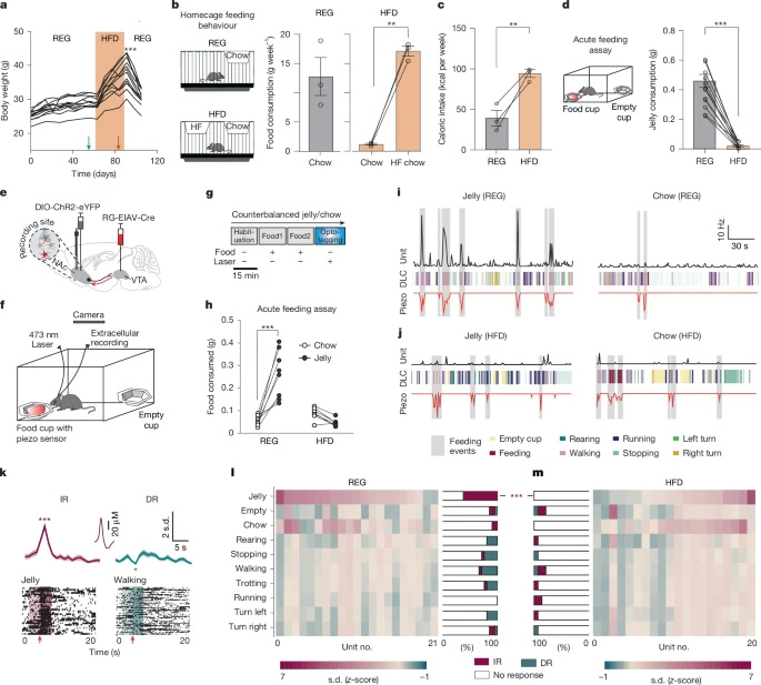 慢性HFD促進(jìn)享樂喂養(yǎng)期間NAcLat→VTA活性的解偶聯(lián) 慢性HFD促進(jìn)享樂喂養(yǎng)期間NAcLat→VTA活性的解偶聯(lián)