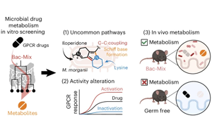 Nature子刊：一些腸道細菌可能會降低某些藥物的效果！