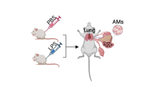 天冬酰胺轉(zhuǎn)運體通過組蛋白磷酸化調(diào)控巨噬細胞炎癥：炎癥性疾病治療新靶點