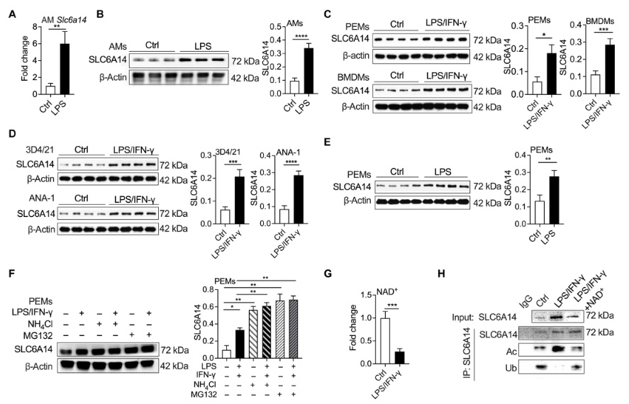 NAD+介導(dǎo)的乙?；龠M(jìn)SLC6A14的表達(dá)