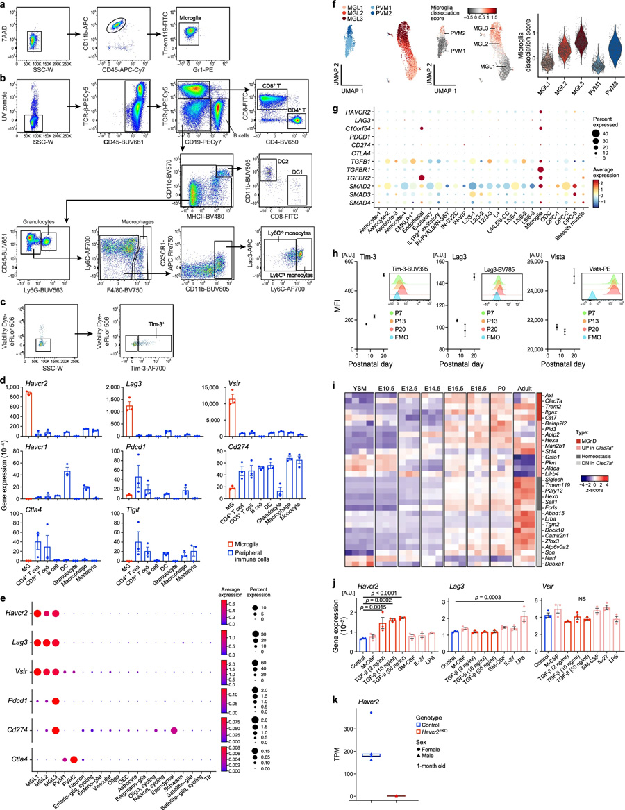 Havcr2在小膠質(zhì)細胞中高度表達，并由TGFβ誘導(dǎo)