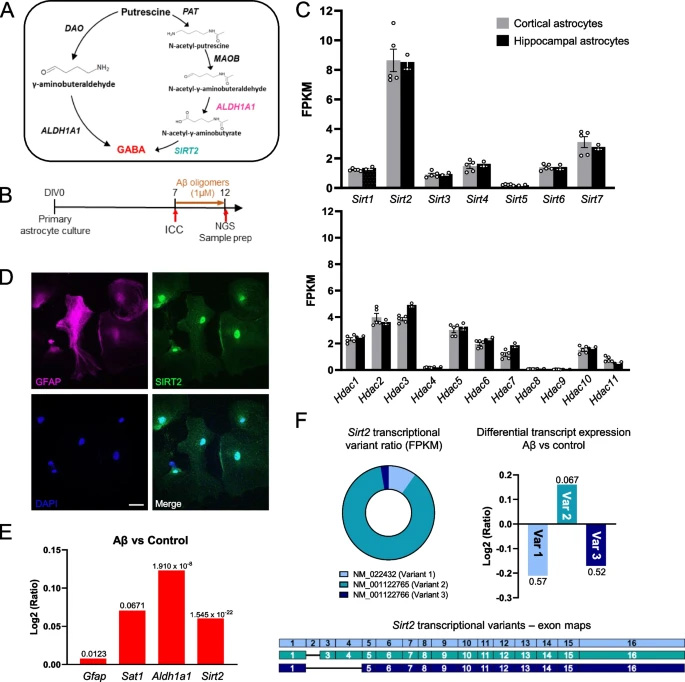 Sirt2在皮質(zhì)和海馬星形膠質(zhì)細(xì)胞中高度表達(dá) Sirt2在皮質(zhì)和海馬星形膠質(zhì)細(xì)胞中高度表達(dá)