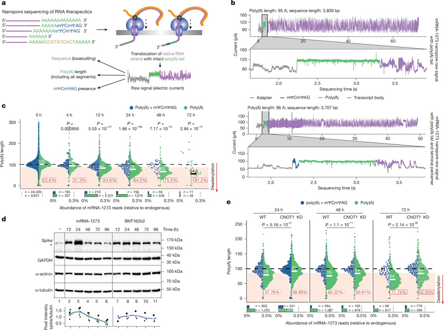 mRNA-1273的DRS揭示了模型細(xì)胞系中CCR4-NOT介導(dǎo)的poly(A)尾部動力學(xué) mRNA-1273的DRS揭示了模型細(xì)胞系中CCR4-NOT介導(dǎo)的poly(A)尾部動力學(xué)