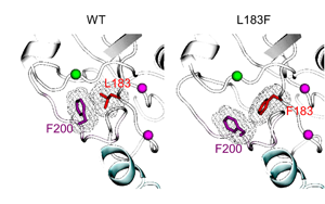 抗真菌蛋白DECTIN-1可用于自身免疫疾病和癌癥治療