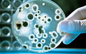 檢測(cè)細(xì)胞培養(yǎng)物中微生物污染的新方法