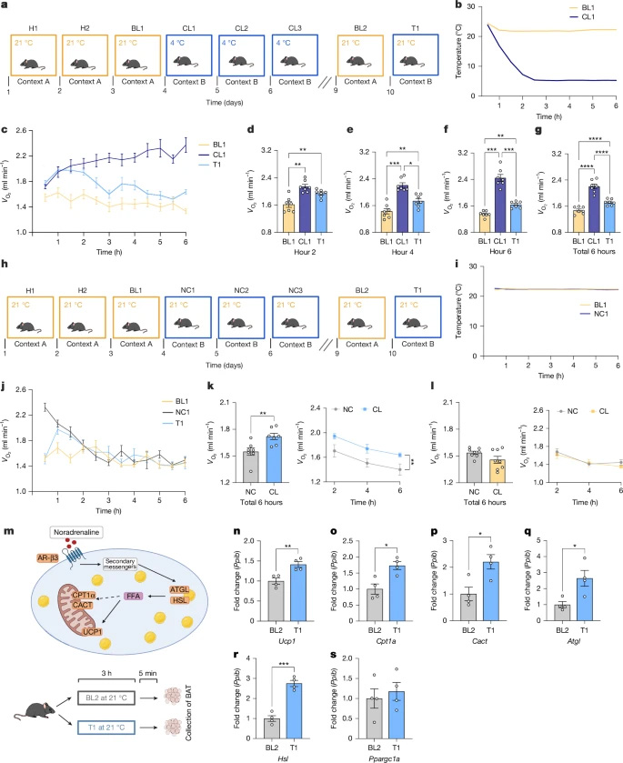  情境性寒冷記憶增強(qiáng)代謝率及產(chǎn)熱基因表達(dá)