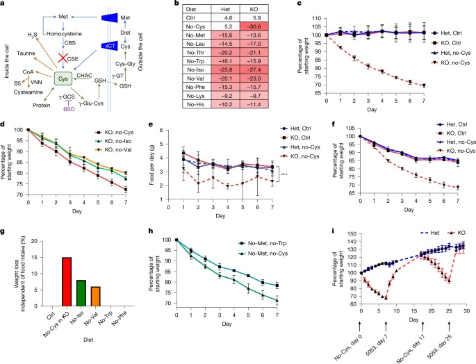  半胱氨酸缺乏驅(qū)動快速減重